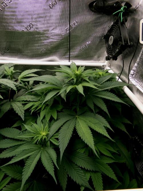 Gelato (GDG24 #2). Week 7