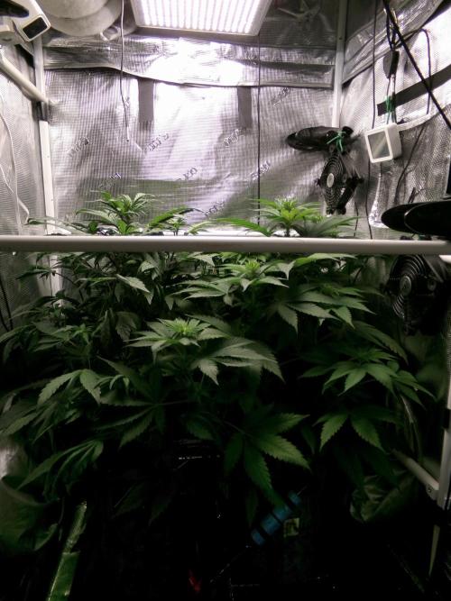 Gelato (GDG24 #2). Week 7