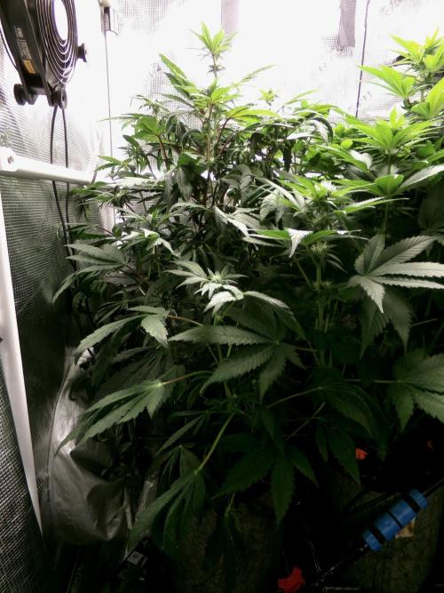 Biscotti Gelato (GDG 24 #1). Week 9 - Day 63