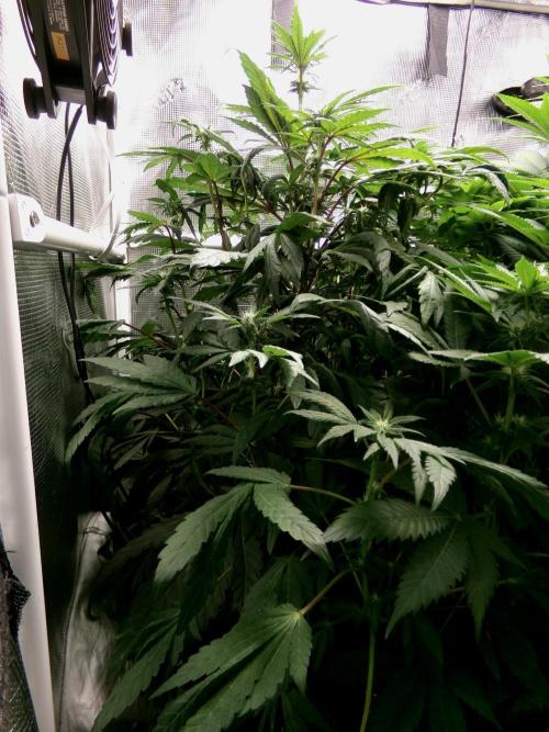 Biscotti Gelato (GDG 24 #1). Week 9