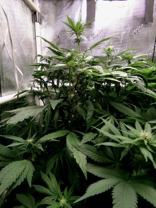 Biscotti Gelato (GDG 24 #1). Week 9