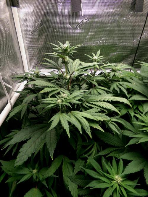 Biscotti Gelato (GDG 24 #1). Week 9