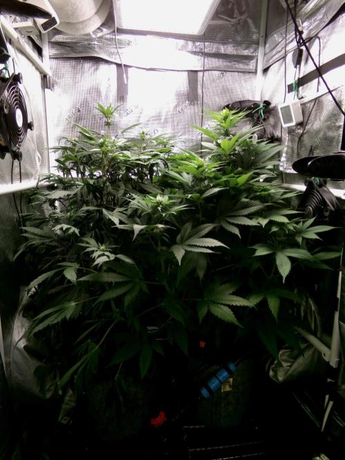 Biscotti Gelato (GDG 24 #1). Week 9