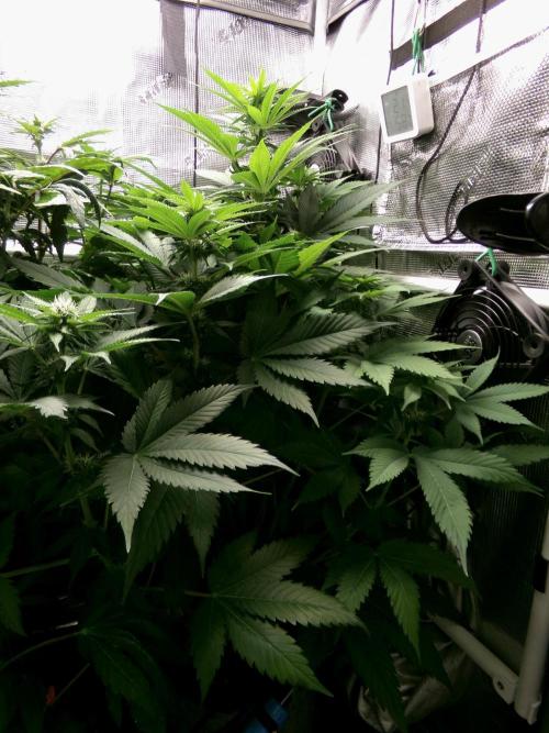 Gelato (GDG24 #2). Week 8