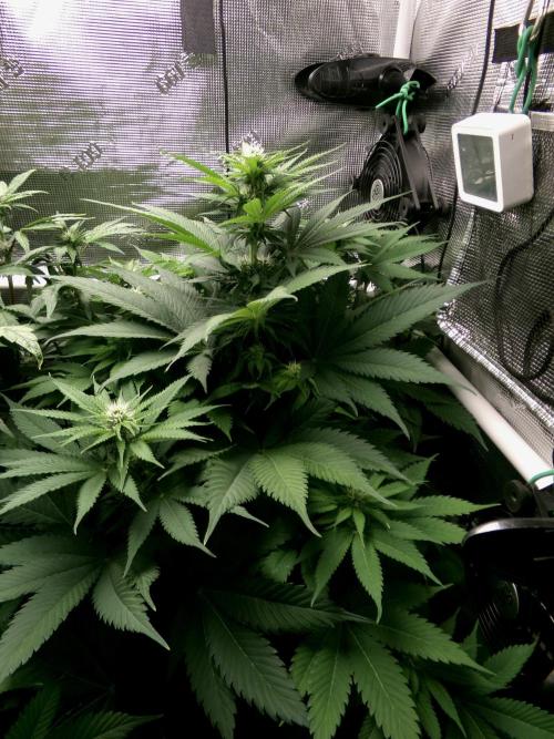 Gelato (GDG24 #2). Week 8