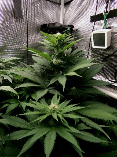 Gelato (GDG24 #2). Week 8