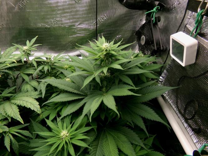 Gelato (GDG24 #2). Week 8