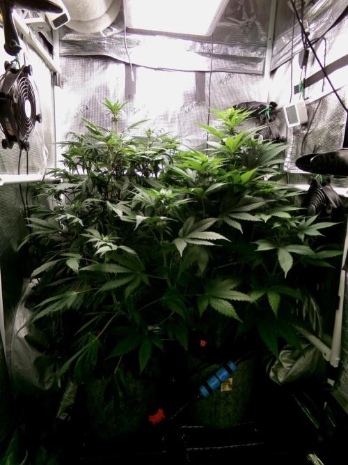 Gelato (GDG24 #2). Week 8