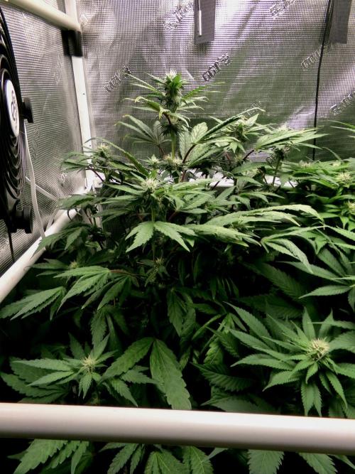 Biscotti Gelato (GDG 24 #1). Week 10