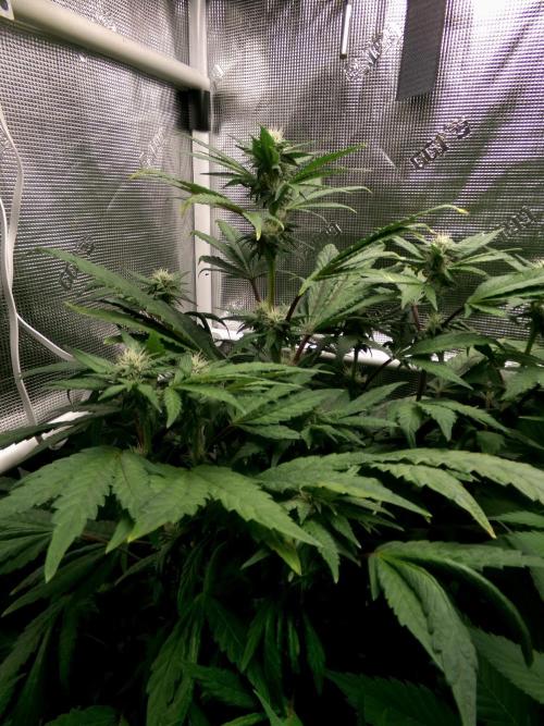 Biscotti Gelato (GDG 24 #1). Week 10