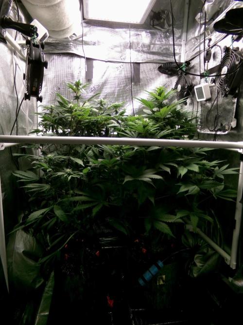 Biscotti Gelato (GDG 24 #1). Week 10 - Left plant