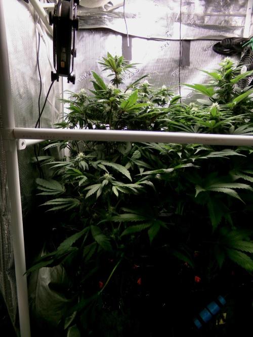 Biscotti Gelato (GDG 24 #1). Week 10 - Day 70