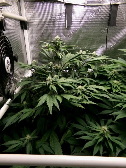 Biscotti Gelato (GDG 24 #1). Week 10