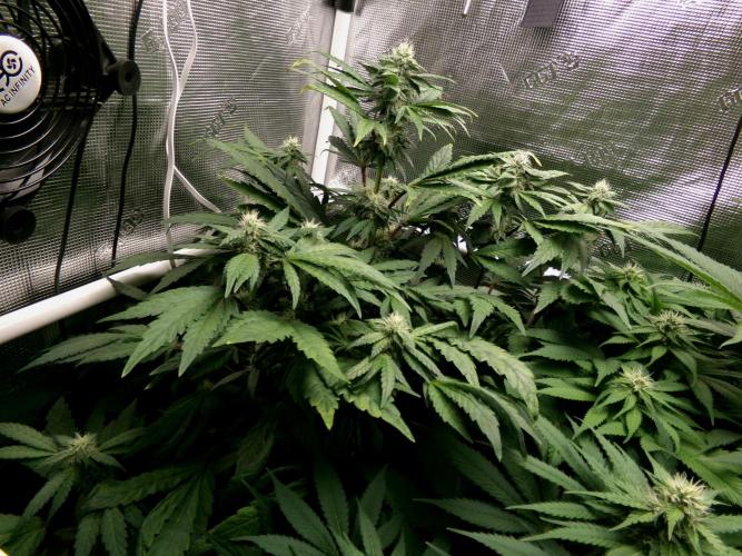 Biscotti Gelato (GDG 24 #1). Week 10