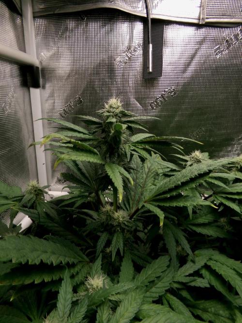 Biscotti Gelato (GDG 24 #1). Week 10