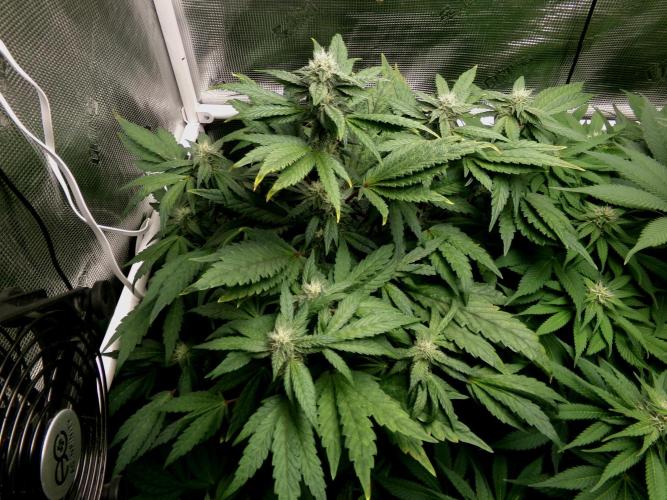 Biscotti Gelato (GDG 24 #1). Week 10