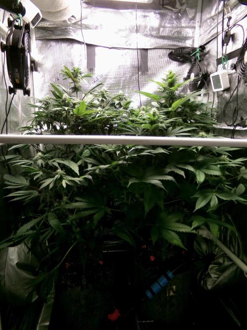 Biscotti Gelato (GDG 24 #1). Week 10