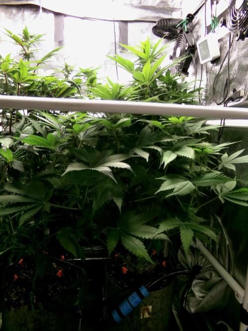 Gelato (GDG24 #2). Week 9 - Day 59