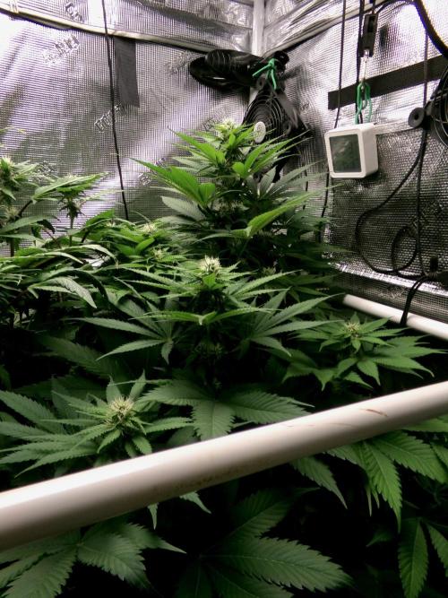 Gelato (GDG24 #2). Week 9