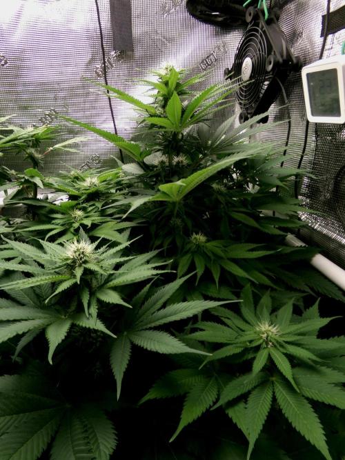 Gelato (GDG24 #2). Week 9