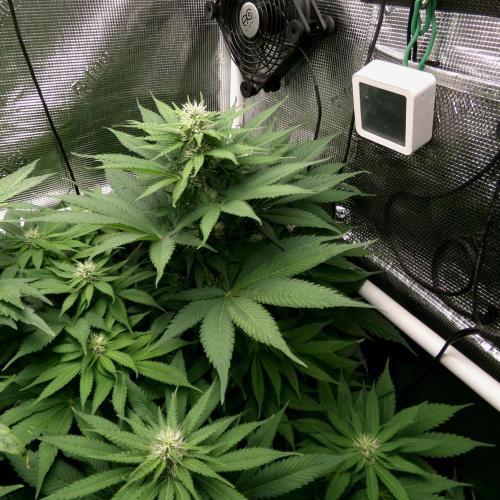 Gelato (GDG24 #2). Week 9