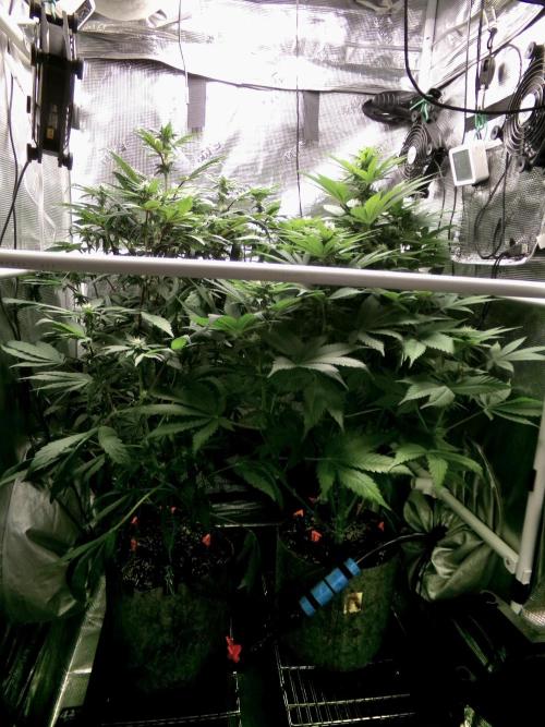 Gelato (GDG24 #2). Week 9 - Right plant