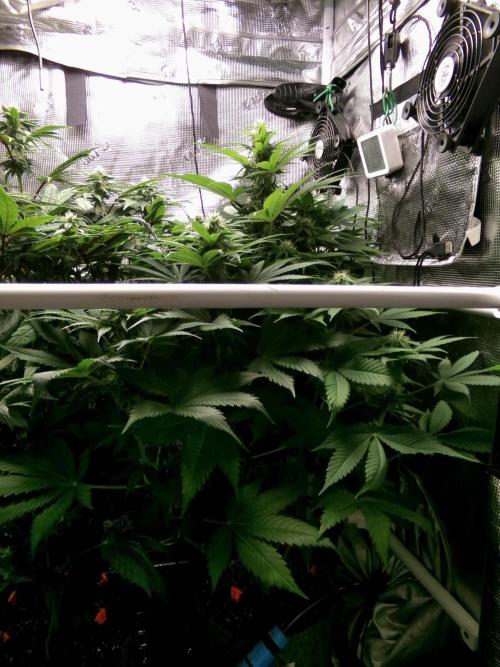 Gelato (GDG24 #2). Week 9 - Day 63