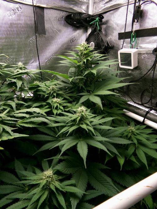 Gelato (GDG24 #2). Week 9