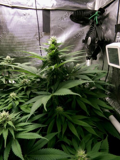 Gelato (GDG24 #2). Week 9