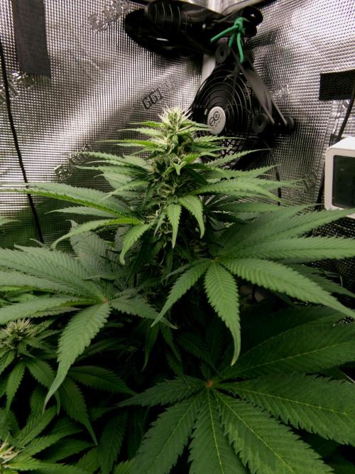 Gelato (GDG24 #2). Week 9