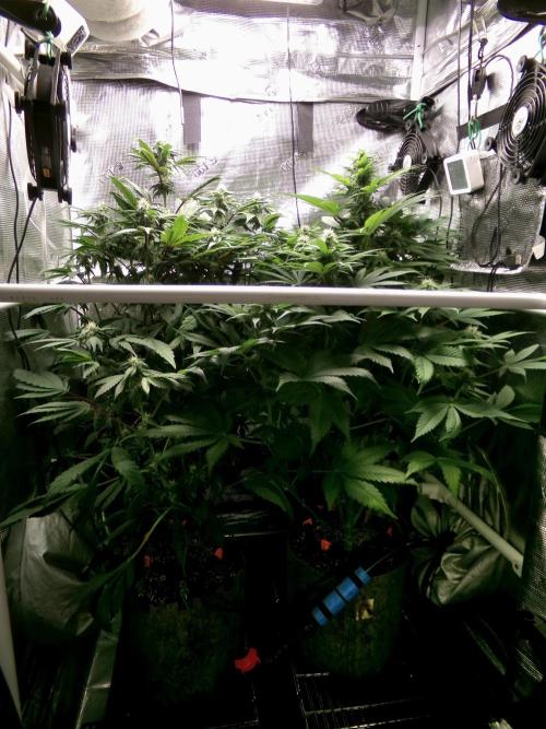 Gelato (GDG24 #2). Week 9