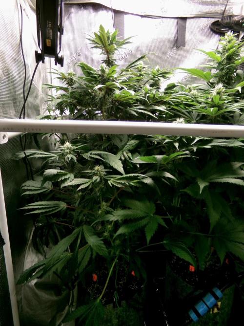 Biscotti Gelato (GDG 24 #1). Week 11 - Day 73