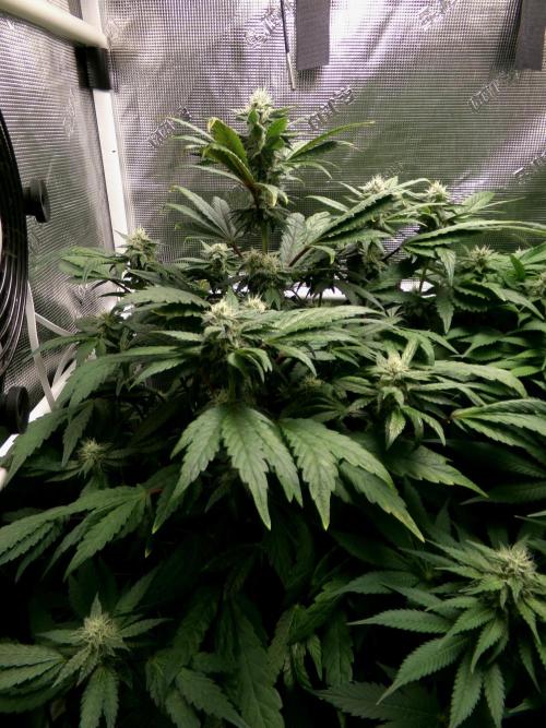 Biscotti Gelato (GDG 24 #1). Week 11