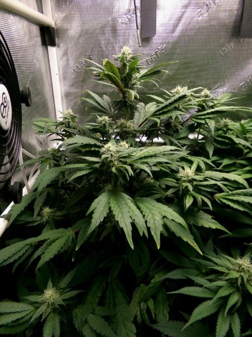 Biscotti Gelato (GDG 24 #1). Week 11