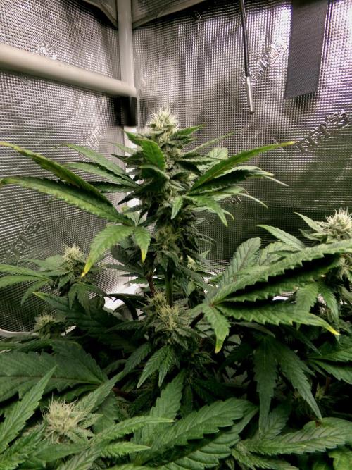 Biscotti Gelato (GDG 24 #1). Week 11