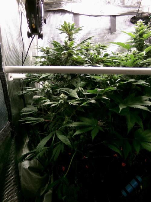 Biscotti Gelato (GDG 24 #1). Week 11 - Day 75