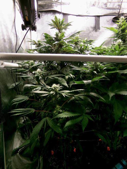 Biscotti Gelato (GDG 24 #1). Week 11 - Day 77