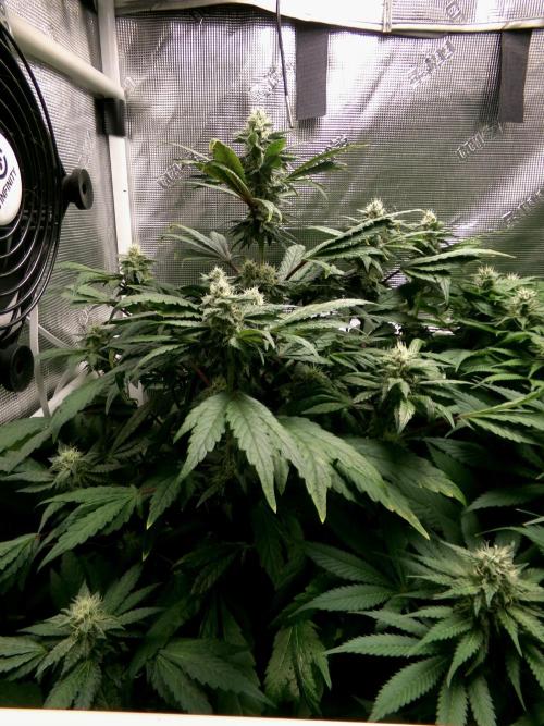 Biscotti Gelato (GDG 24 #1). Week 11