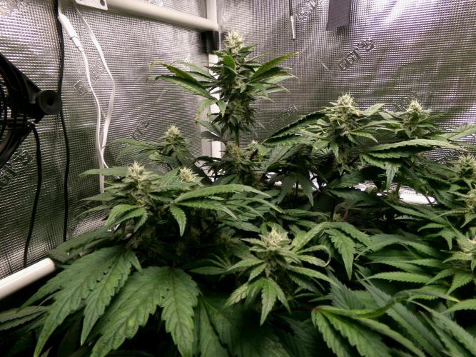 Biscotti Gelato (GDG 24 #1). Week 11