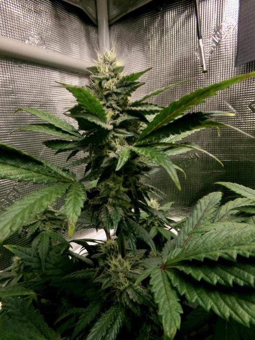 Biscotti Gelato (GDG 24 #1). Week 11