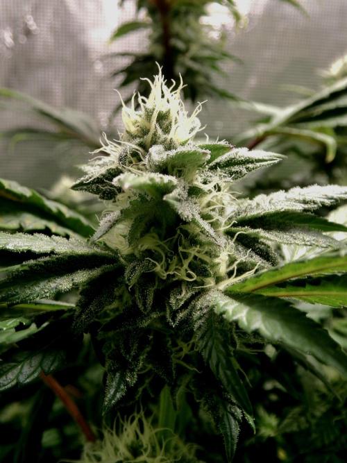 Biscotti Gelato (GDG 24 #1). Week 11