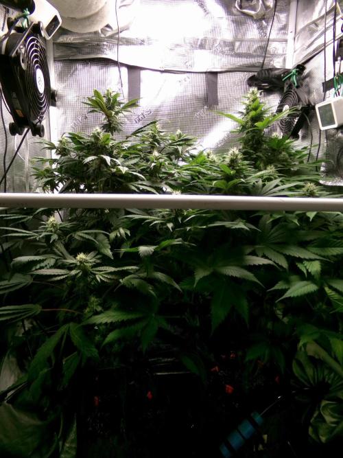 Biscotti Gelato (GDG 24 #1). Week 11