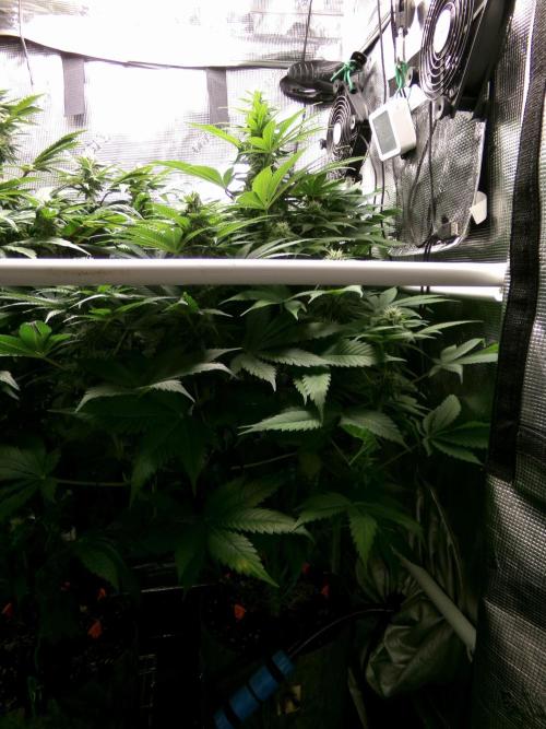 Gelato (GDG24 #2). Week 10 - Day 66