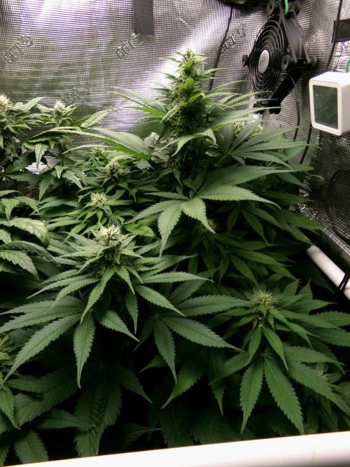 Gelato (GDG24 #2). Week 10