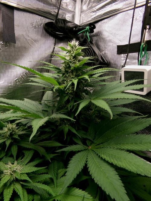 Gelato (GDG24 #2). Week 10