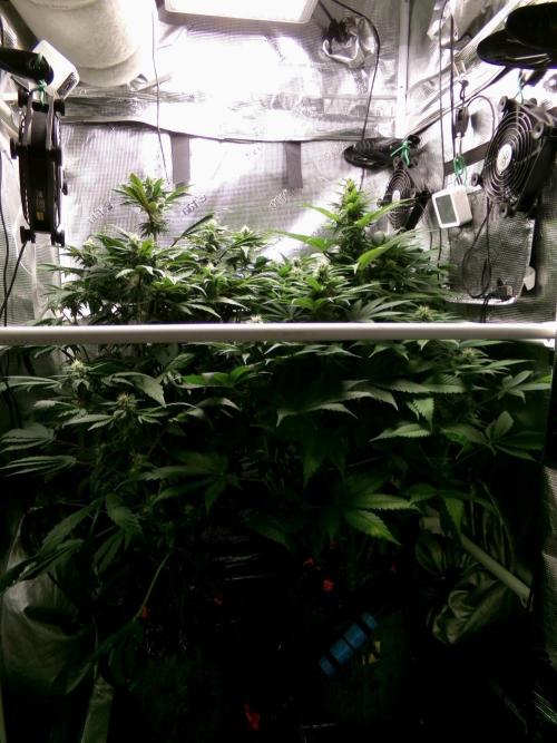 Gelato (GDG24 #2). Week 10