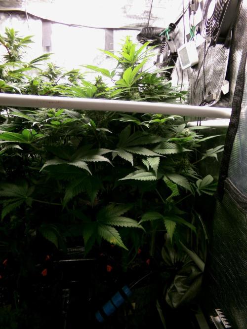 Gelato (GDG24 #2). Week 10 - Day 68