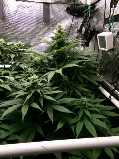 Gelato (GDG24 #2). Week 10