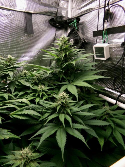 Gelato (GDG24 #2). Week 10