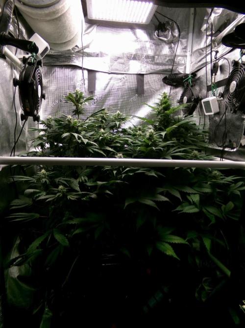 Gelato (GDG24 #2). Week 10